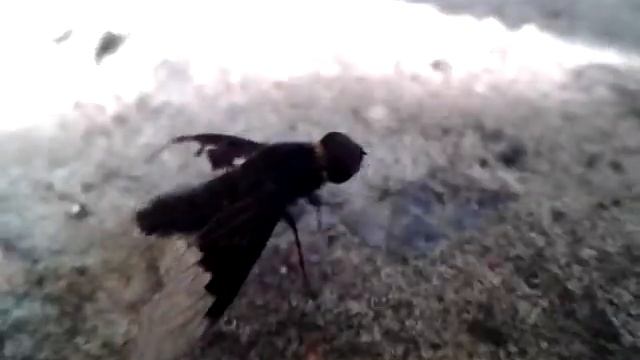 Жуки#6 Раненая черная муха смотреть онлайн