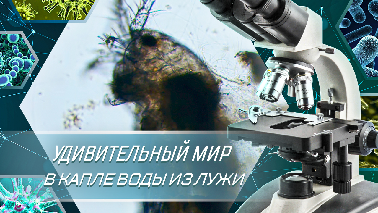 Удивительный мир в капле воды из лужи под микроскопом. Микробы и бактерии под микроскопом. смотреть онлайн