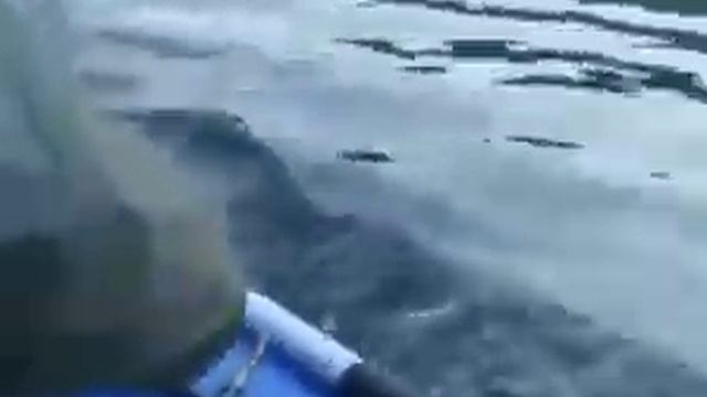 НАПАДЕНИЕ КАСАТКИ НА РЫБАКОВ. Прокусила ПВХ лодку! смотреть онлайн