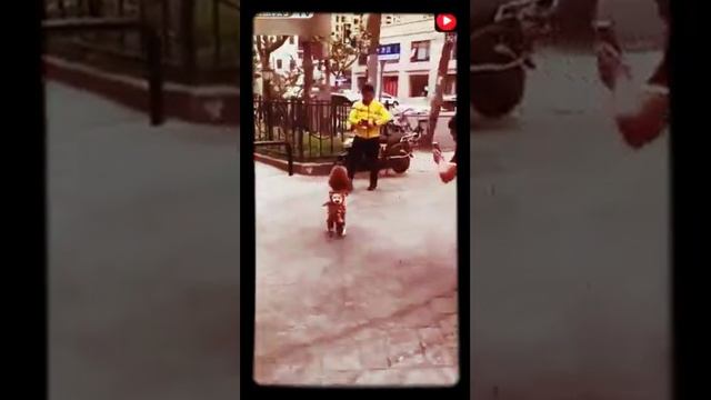 Собаки- тоже люди смотреть онлайн