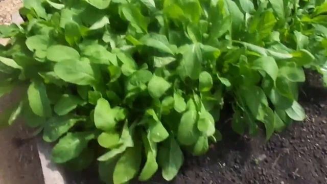 Как правильно посеять кориандр ( киндзу )Сроки сева Обзор в теплице ранней зелени и редиса смотреть онлайн