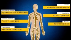 Омега 3 чем полезен рыбий жир, кому его следует обязательно включить в рацион? Польза рыбьего жира.