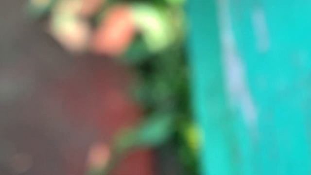 Насекомые Бабочки Пауки итд Iphone 10 смотреть онлайн