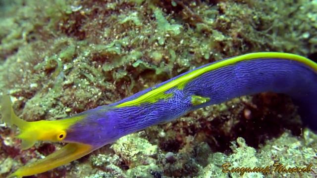 Ленточная мурена АНИЛАО FUL HD