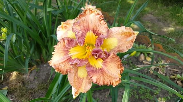 Лилейник Спейскоаст Паттерн Плюс . Hemerocallis Spacecoast Pattern Plus . смотреть онлайн