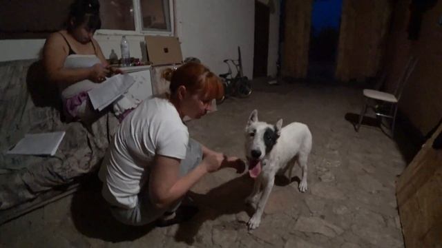 БЕЗ ОТВЕТСТВЕННОЕ ОТНОШЕНИЕ,НЕ ВСЕМ ДАНО ИМЕТЬ СОБАКУ,СМОТРЕТЬ ДО КОНЦА смотреть онлайн