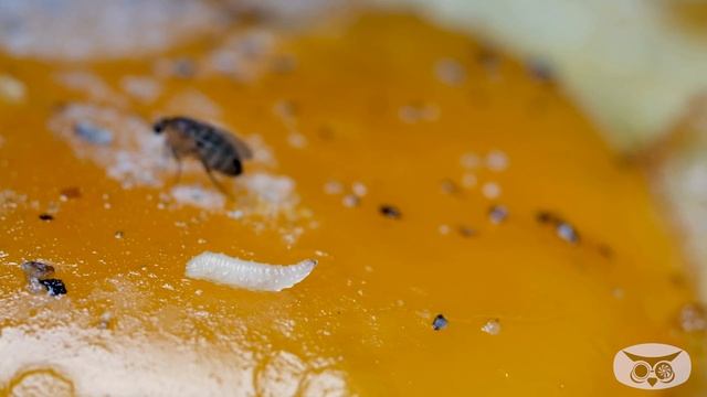 Maggots in Macro - Fried Egg Time Lapse 4K смотреть онлайн