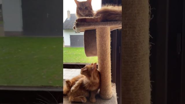 Мое богатство 😍 🐈 Мейн куны смотреть онлайн