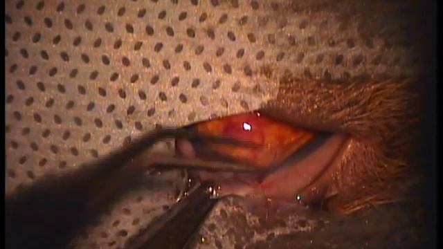 Сквозное ранение роговицы кошачьим когтем смотреть онлайн