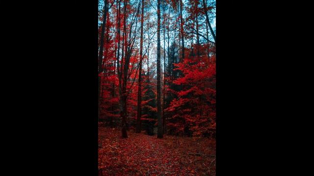 No Wors   guitar in the woods  Музыка для релаксации