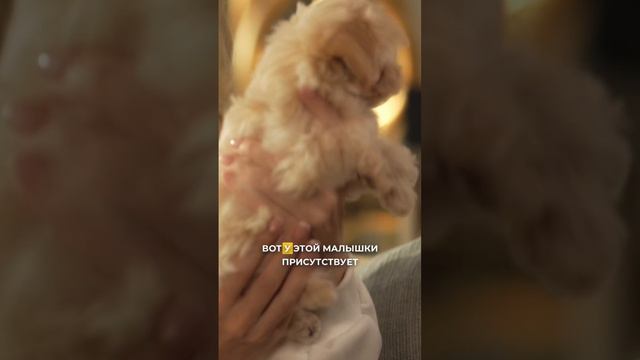 От чего зависит окрас мальтипу. смотреть онлайн