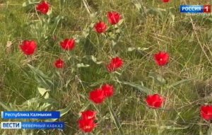 Фестиваль тюльпанов стартовал в Калмыкии