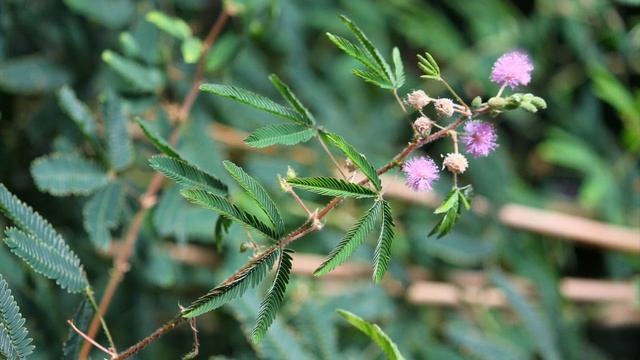 Sensitive Plant (Mimosa pudica) смотреть онлайн