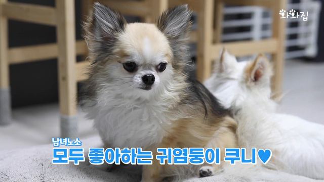 [SUB] 집주인이 치와와?ㅣHouseholder is the Chihuahuas?ㅣ장모치와와ㅣ댕댕이ㅣ강아지ㅣ따꿍지네 삼남매ㅣwawa.zip смотреть онлайн