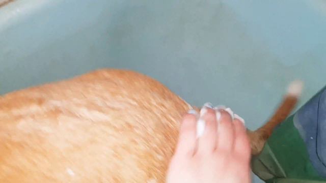 #стафф#купается#тайсон смотреть онлайн