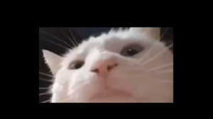 БЕЛЫЙ КОТ КАЧАЕТ ГОЛОВОЙ ПОД МУЗЫКУ/МЕМЫ