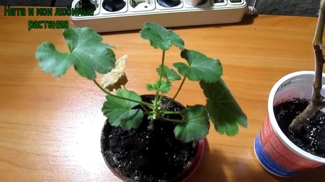 Интересная особенность "свежеприобретенных" растений смотреть онлайн