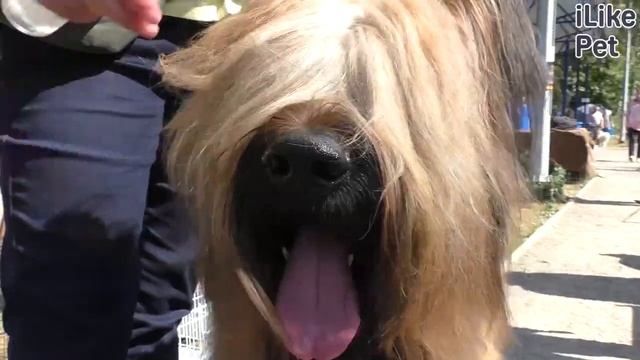 Какие породы собак подойдут на роль пастухов? смотреть онлайн