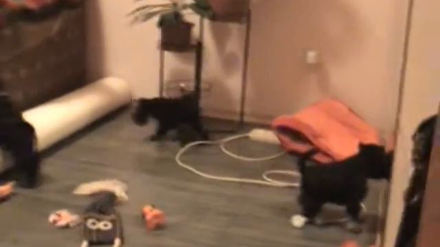 щенки 7 недель смотреть онлайн