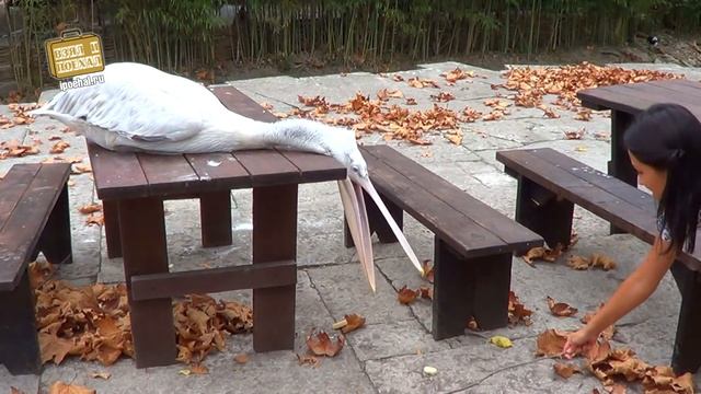 Взял и Поехал #11 Гагра, Абхазия. Обзор курорта смотреть онлайн