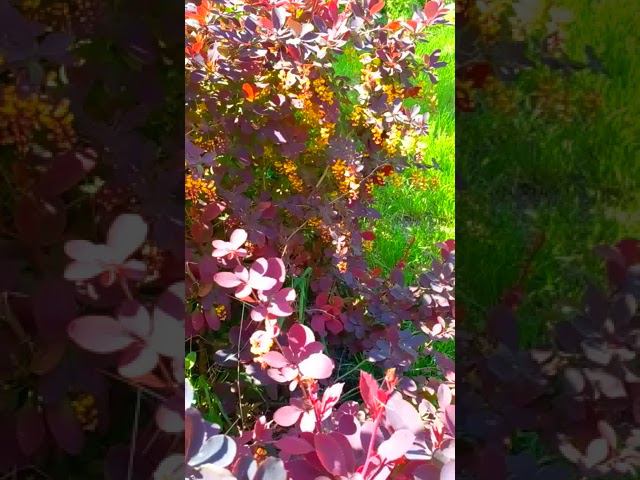 Фиолетовый куст цветёт жёлтыми цветами смотреть онлайн