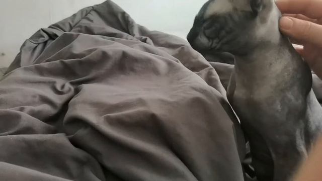 Погладила КОТУ живот. Наш найденыш ❤️ САМЫЙ НЕЖНЫЙ КОТ НА СВЕТЕ✨ смотреть онлайн