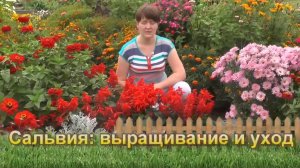 Сальвия выращивание и уход-1