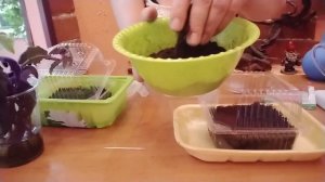 КУПАЛЬНИЦА,ПОСЕВ НА РАССАДУ В ДОМАШНИХ УСЛОВИЯХ.