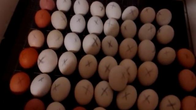 Инкубация утиных яиц (нюансы) смотреть онлайн