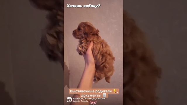 Мальтипу Ф1 редкий яркий окрас смотреть онлайн