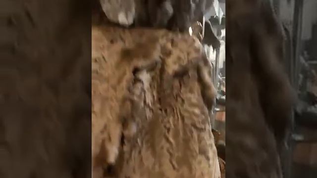 Меха каракульчи - продажа и пошив на заказ смотреть онлайн