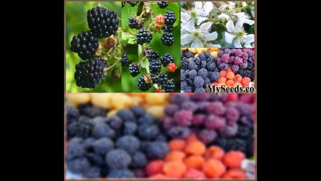 Blackberry Fruit, Rubus Allegheniensis Shrub Seeds on www.MySeeds.Co смотреть онлайн