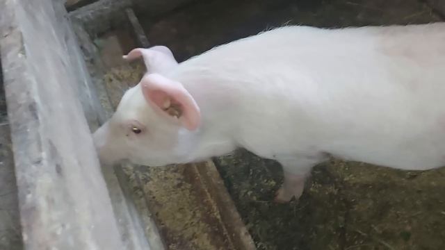 Сделал подиум для Катьки)))) смотреть онлайн