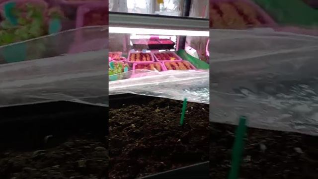 Тагетисы (бархатцы) начали всходить. #Shorts смотреть онлайн