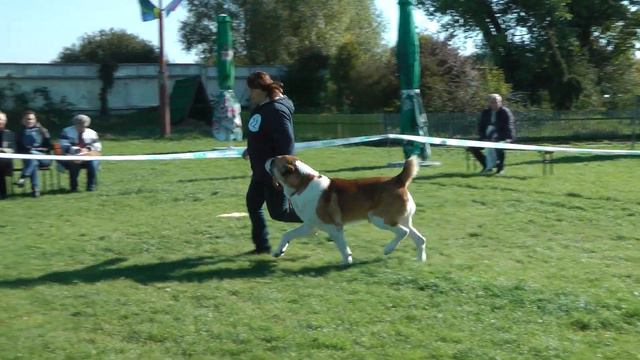 СРЕДНЕАЗИАТСКАЯ ОВЧАРКА * VIT BIR EN ZHAKSHI смотреть онлайн