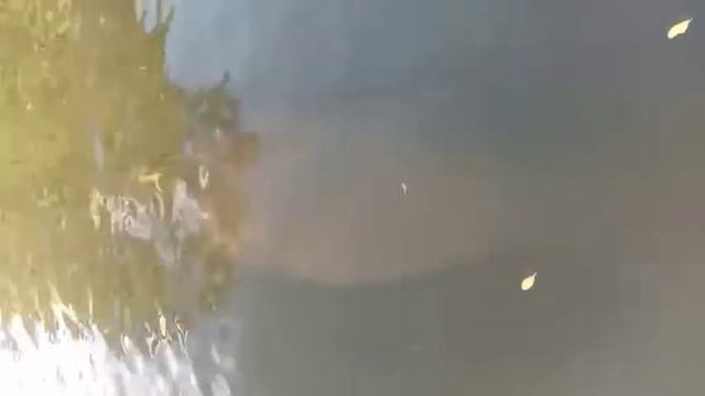 Ламантин. Майами смотреть онлайн