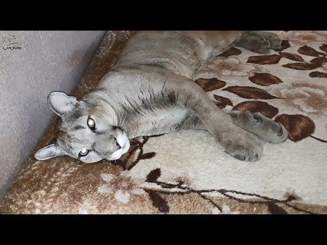 пума Месси вернулся домой!