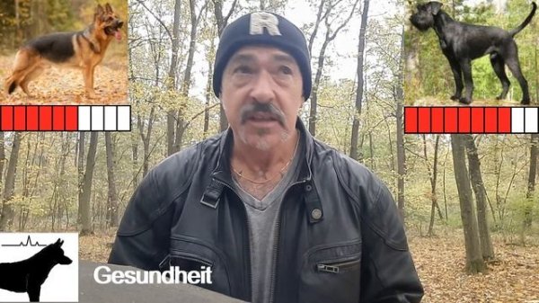 Deutscher Schäferhund VS Riesenschnauzer - Dog Special