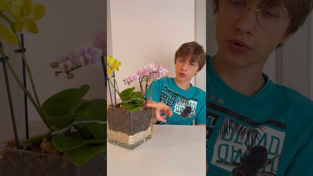КАК СЕБЯ ЧУВСТВУЮТ ОРХИДЕИ🌼🍃В ВАЗЕ смотреть онлайн