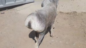 Курдючные бараны. Курдючные овцы