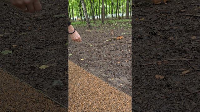 Белка в парке смотреть онлайн