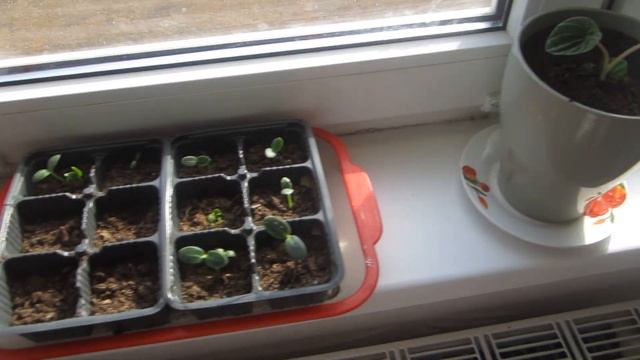 Огород на окне, скоро дачный сезон, Vegetable garden on the window, the summer season is coming soo смотреть онлайн