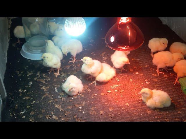 Цыплята в онлайне Кобб 500 бэст 2 суток смотреть онлайн