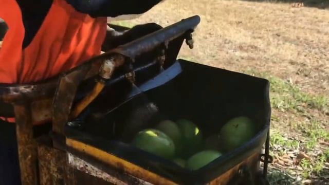 Как собирают и перерабатывают плоды манго mango Как нарезать Как почистить Лучший способ нарезки смотреть онлайн