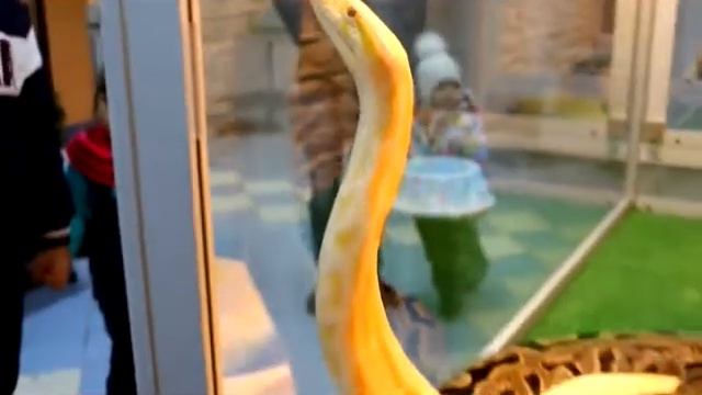 Пітон Альбінос смотреть онлайн