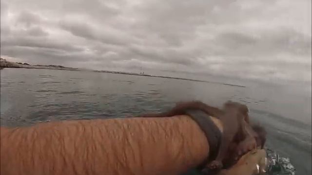 Заплыв с Осьминогом смотреть онлайн