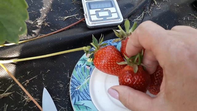 Квики - клубника (Итальянский сорт) смотреть онлайн