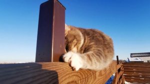 Ультразвук который пугает котов и кошек / Звук для кошек и собак. Раздражающие звуки