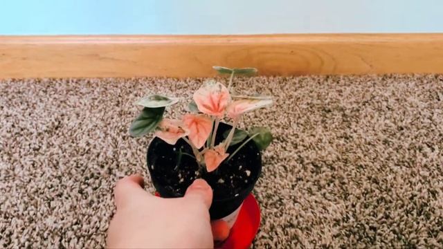 Peperomia Caperata Pink Lady Part 001 | Plant Vlog 218 смотреть онлайн