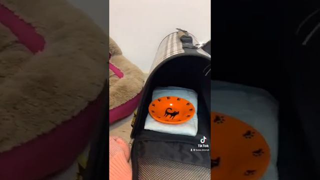 Рубрика ответы на вопросы в тик токе про домашних животных смотреть онлайн